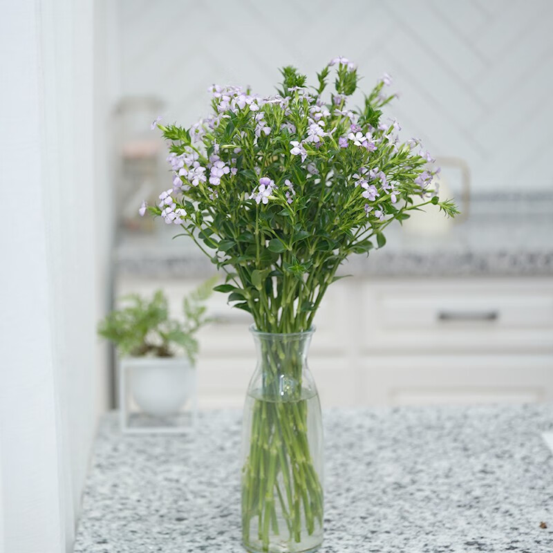 简值了 紫色相思梅鲜花速递家庭插花客厅装饰花艺定制年货节节送女友