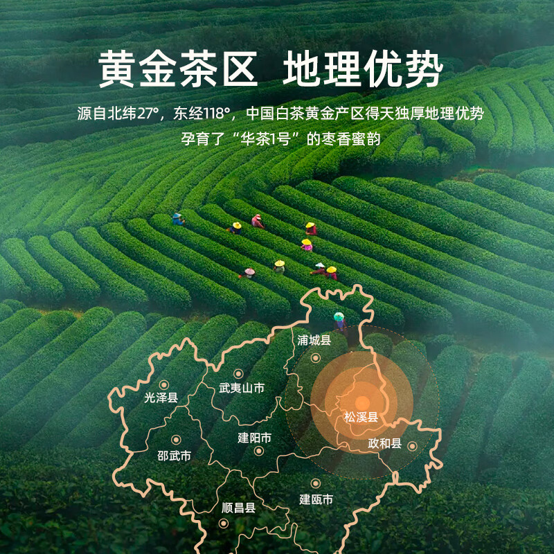 清朴堂贡芽山-金砖老白茶208