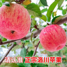洛川苹果12枚中大果单果210g-250g延安红富士 产地直发 健康轻食 15颗小果 净重5斤