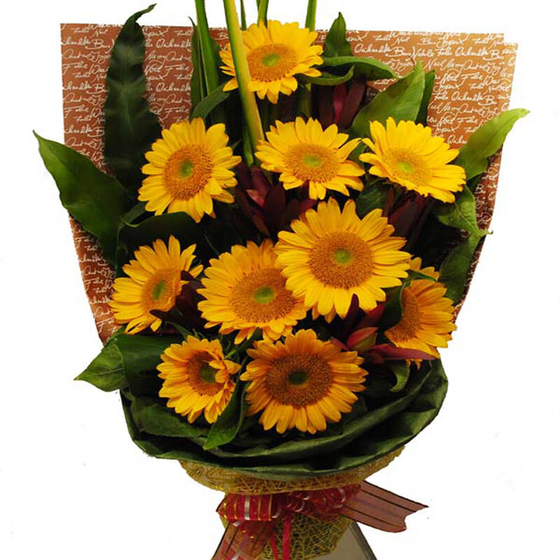 父亲节鲜花礼物乐舞鲜花速递 10朵向日葵花束 父亲节鲜花 男士鲜花