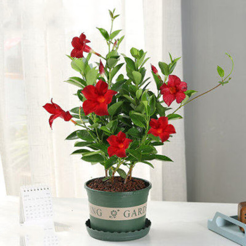 森岳 万里飘香藤花苗法国香水藤茉莉花卉绿植盆栽 红飘香藤 45-65cm