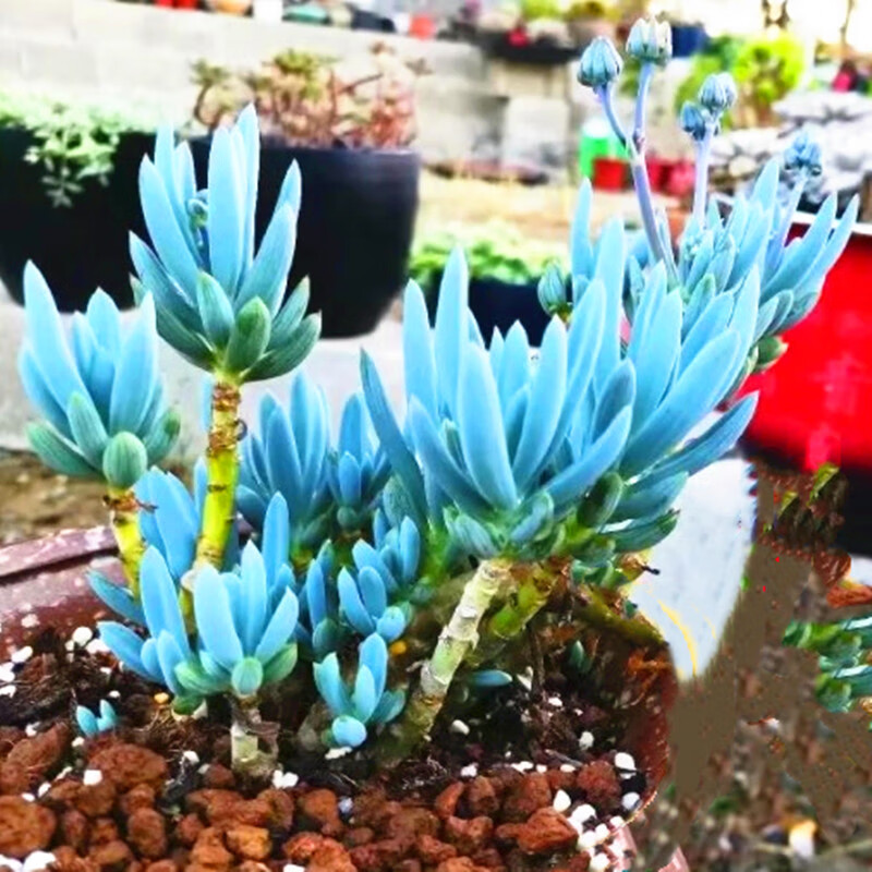 蓝松多株好养开花多肉植物稀有品种办公室盆栽阳台绿植花卉 瓷盆 7株