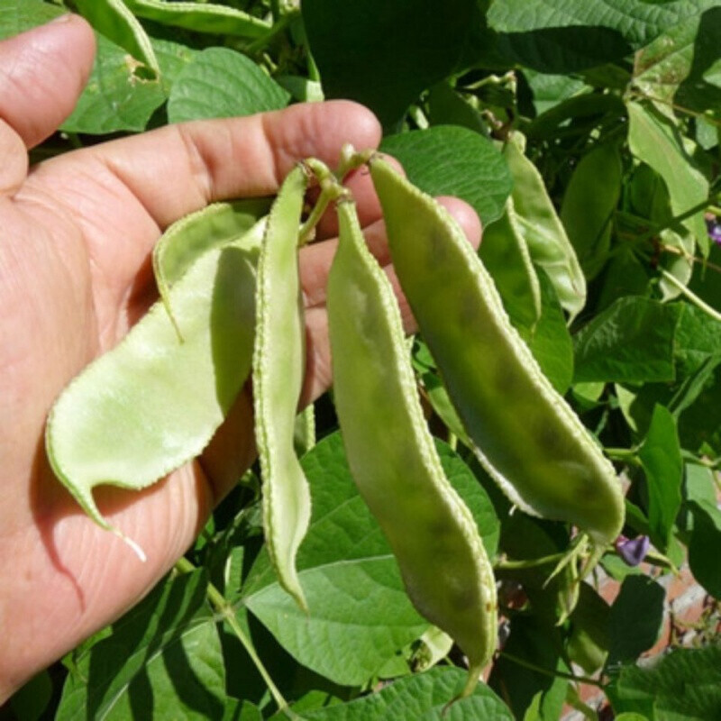 新鮮豆角農家扁豆綠眉豆扁豆新鮮精選扁豆2斤裝