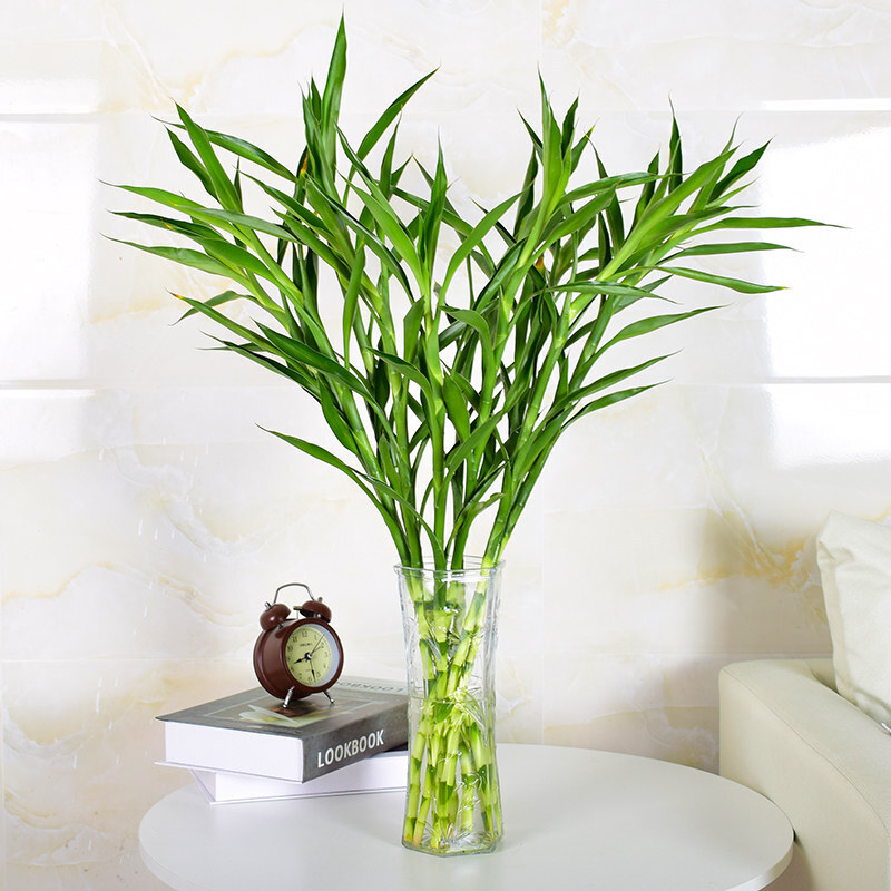 富贵竹观音竹水培植水养客厅绿植室内花竹子盆栽植物65cm大叶富贵竹10