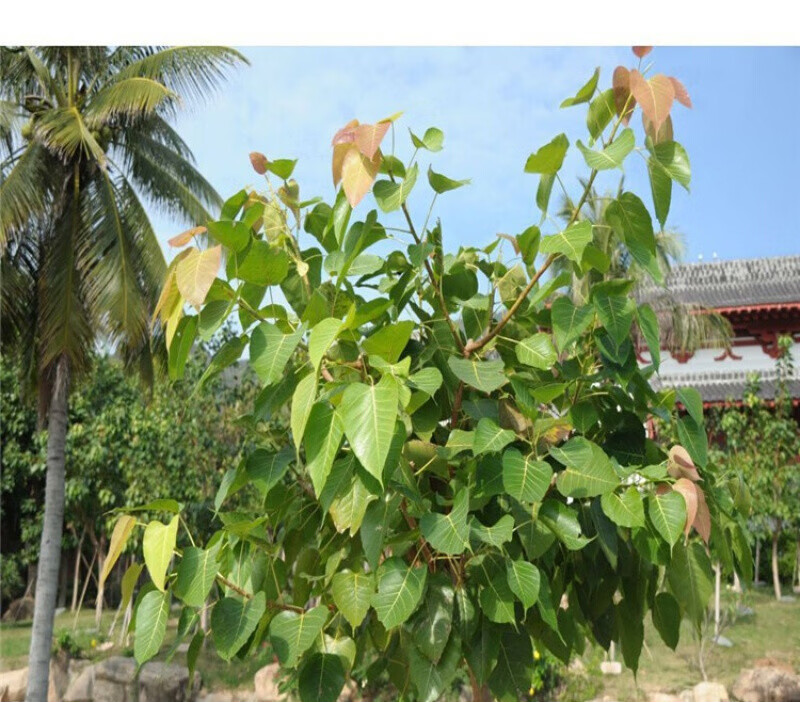 菩提树苗 金刚菩提子榕庭院盆景星月凤眼 2颗菩提苗10-20厘米高 其他