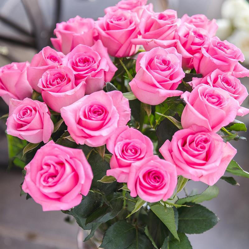 苏醒玫瑰花苗水粉色切花月季丰花灌木阳台庭院花卉盆栽观花植物d7 中