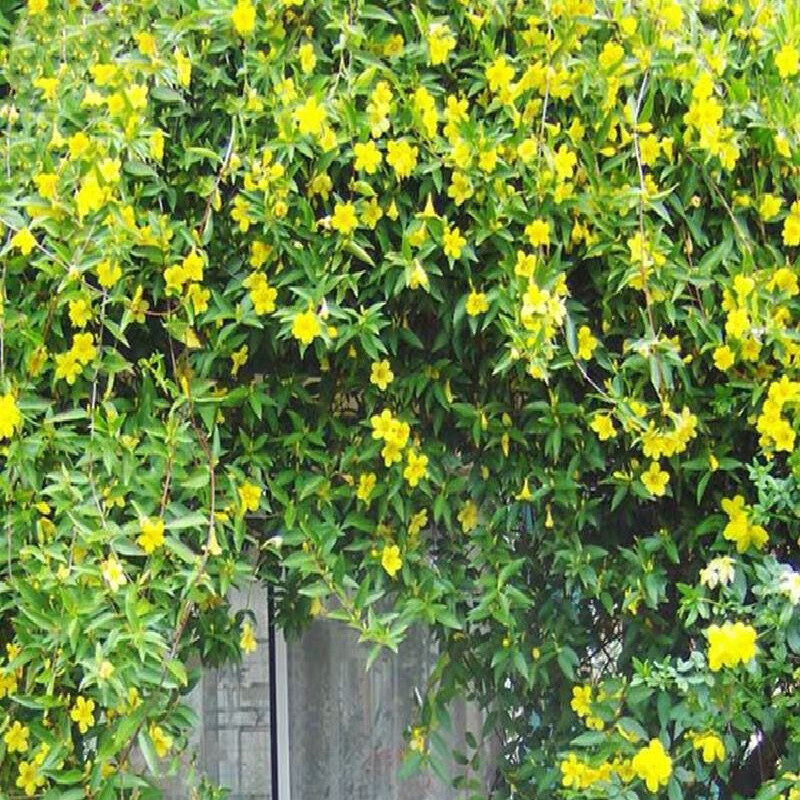 蝶遇法国香水藤盆栽室内飘香藤茉莉开花爬藤植物四季 法国香水1盆带
