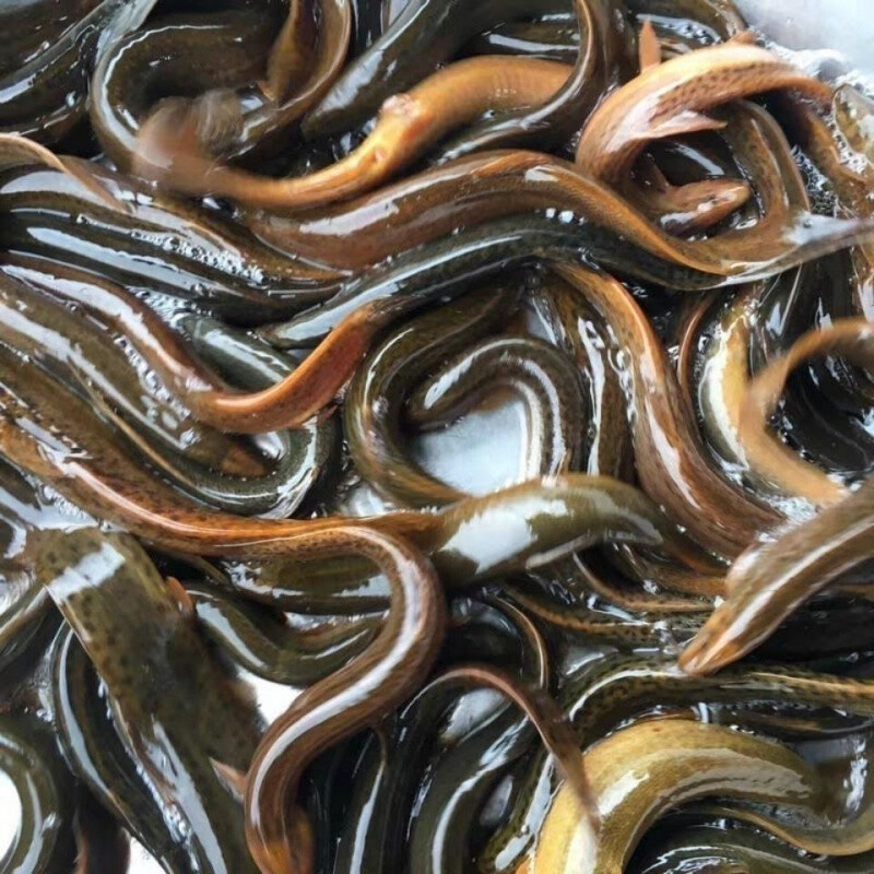 青封铭江苏野生大泥鳅2-8斤鱼活体食用泥鳅现杀小青鳅黄鳅段鲜活 宰杀