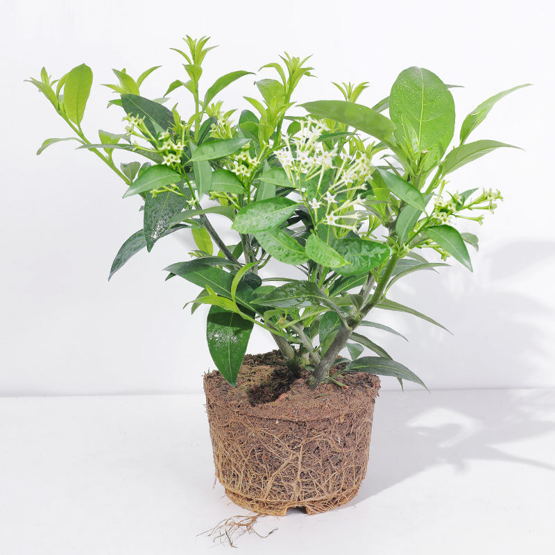 夜来香花树苗花卉室内九里香盆栽庭院植物老桩d7五年苗含盆