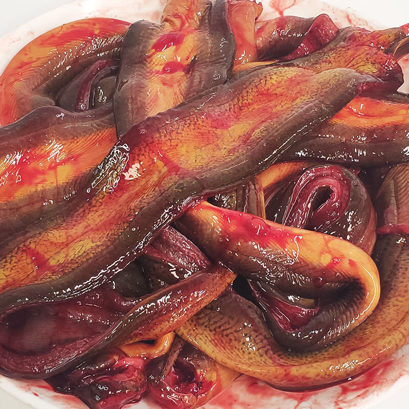 黄鳝鱼鳝丝鳝片鳝段筒鳝苗淡水鱼鲜活现杀剔骨去肠青封铭 大条【500g*