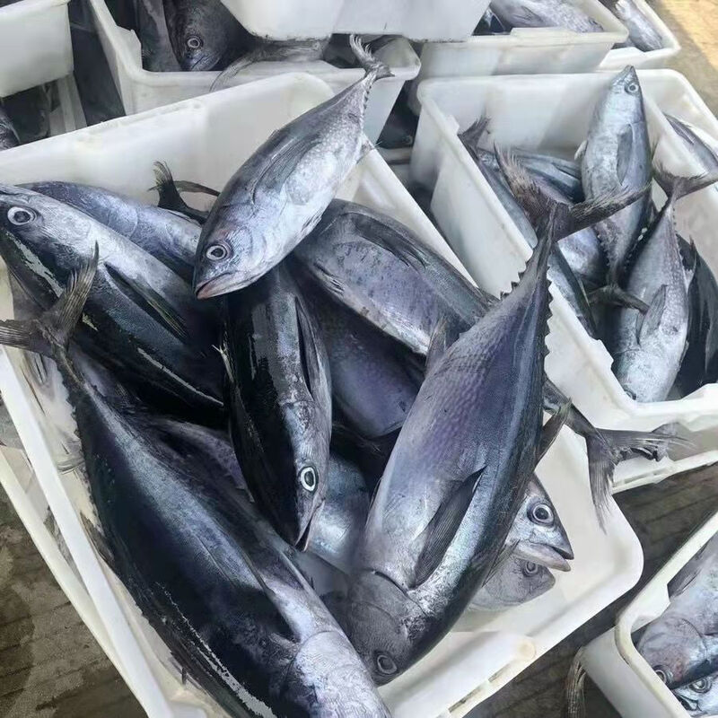 新鲜速冻整条金枪鱼可刺身可煮可生煎金枪鱼整条刺身海鲜冷冻青封铭整