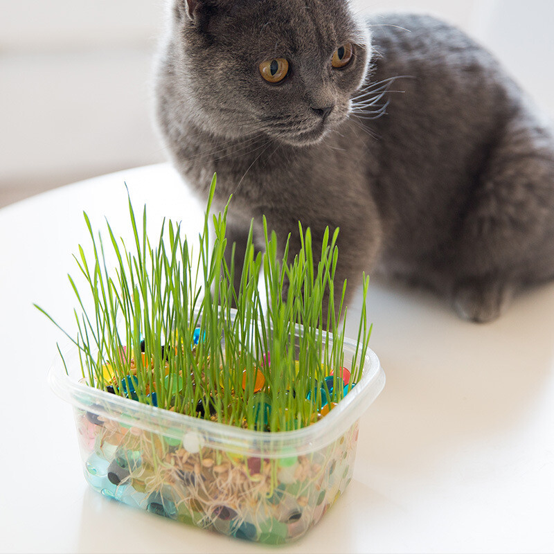 憨憨乐园猫草种子猫零食猫咪助消化猫薄荷去毛球天然猫草盆种植套装送猫薄荷棒棒糖 商品详情