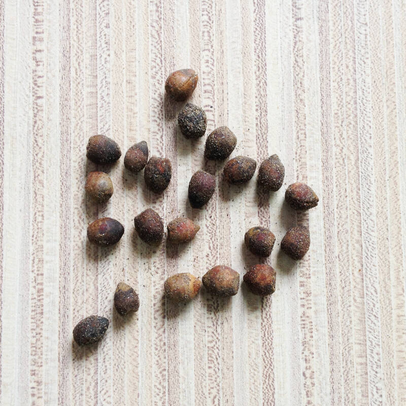园艺园林树木种苗 林木种子 苗木花木大树种子 多品种树种 桂花水杉