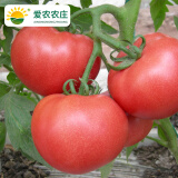 爱农 北京昌平基地直供 自然熟沙瓤甜蜜多汁新鲜蔬菜水果番茄 有机西红柿3斤