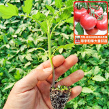 寿禾 南方蔬菜种苗各种春季菜苗苗子 粉冠番茄苗 6棵