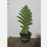 王冠蕨微瑕盆栽老桩崖姜蕨室内大型绿植耐阴好养王冠蕨 30-50厘米（规格内随机发货） 不含盆