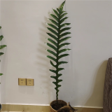王冠蕨微瑕盆栽老桩崖姜蕨室内大型绿植耐阴好养王冠蕨 110-120厘米 不含盆
