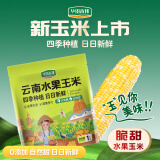 华田禾邦零0添加 云南水果玉米2斤（4-6根）新鲜甜玉米真空低脂 早餐减餐