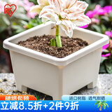 爱丽思（IRIS）圆形球跟植物环保树脂花卉盆栽植物园艺阳台塑料花盆 方形球根盆7.6L 直径27暖米色