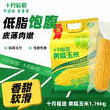 十月稻田  黄糯玉米1.76kg/220g*8根 甜糯玉米棒 轻食
