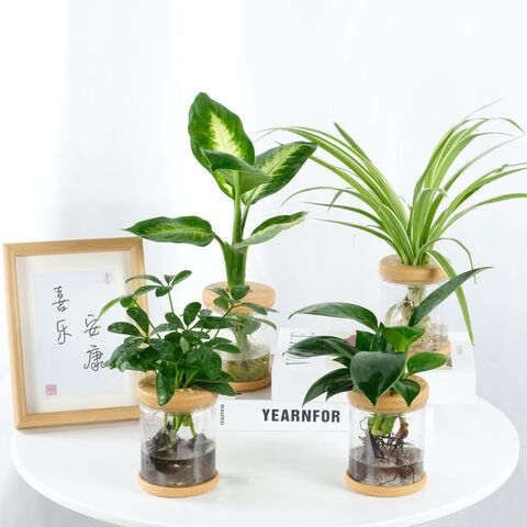 ʱ䣨Reflowerˮֲ칫֦ڿ辰߼ֲļA+++Ѽľ(ƿ29.9Ԫ