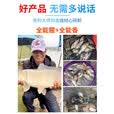 刘志强全能腥全能香饵料鲫鱼鲤鱼打窝料野钓鱼饵料通杀鱼饵窝料打窝 【谷子大师全能窝】2包装
