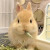 奇趣小宠小兔子活物垂耳兔宠物兔折耳活体茶杯兔长不大猫猫兔纯白色侏儒兔 灰白道奇垂耳兔