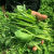 白豌豆苗种子豌豆尖种子四季易种阳台盆栽芽苗菜秋冬季蔬菜种子 散装优质白豌豆种子半斤价格