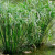 唯友   盆栽水培旱伞草 水养植物 鱼池   植物 一从10/15芽左右总高40厘米左右 不含盆