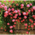 绍涵四季播种 蔷薇花玫瑰藤本花卉 子盆栽爬藤植物爬墙快易种 玫瑰种子200粒+肥