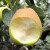 冠町 新疆库尔勒香梨子 新鲜水果生鲜 二级果5斤（单果75-100g）