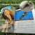 【正版书籍 正版图书】野外观鸟手册 化学工业出版社 野外观鸟手册