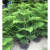 曼杉园南洋松小苗南洋杉树苗 圣诞树花卉盆景盆栽四季常青 60-70厘米高 不含盆