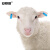 安赛瑞 羊耳标 羊用耳号标识免疫耳牌记号牌标号牌 农业畜牧业分类牌 宽1.8cm长5cm 橘色带字 100套 530072