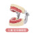 SPEEDWATTX 牙齿模型 口腔教学牙齿摆件 病理牙蛀牙龋齿教具 牙齿解剖模型 儿童软牙龈牙模