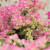 泰西丝三角梅盆栽花卉观花植物树苗 黄色三角梅地径2cm粗 （不含盆）
