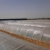 威厉固得 农用透明小拱棚 塑料膜塑料布地膜保温薄膜蔬菜大棚内棚育苗膜 宽1.5米*长约386米*厚1.4丝 10kg/卷