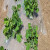 希万辉 白地膜农用保温保湿蔬菜大棚种植除草防草耐拉扯塑料薄膜 白色1卷装 0.8m宽1800m0.6丝10.5斤