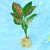 清韵伊人如意吉利万年红水培植物绿植室内水养绿萝花卉盆栽发财树富贵 铁兰1棵