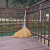 扫院子的扫帚 竹扫把农村老式竹丝扫帚笤帚户外庭院环卫通用大扫把扫院子JYH 芦花扫把 长1.1米宽55厘米