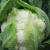 花菜新鲜 5斤农家现摘传统白花菜老品种花椰菜时令蔬菜清脆感菜 白花菜 3斤