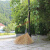 竹扫把 竹扫把农村老式竹丝扫帚笤帚户外庭院环卫通用大扫把扫院子JYH 金丝草植物扫帚 长1.5米宽60厘米