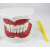 牙科材料 牙科教学模型假牙模型 2倍牙齿口腔模型 高露洁口腔模型 下排牙齿可拆装（无舌头）