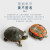 西部锦乌龟深水龟观赏龟活物东锦乌龟巴西长寿龟吃粪龟御聚源宠物活体 背甲5-6厘(1只)