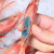 七月的海国产牡丹虾新鲜鲜活刺身蝴蝶虾甜虾刺身海虾新鲜海鲜水产 17-20只/250G