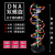 DNA双螺旋结构模型拼接遗传基因和变异diy初高中化学生物实验器材教具教学演示版DNA物理分子结构组 中号