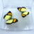 真蝴蝶标本真昆虫天堂已展翅盒装儿童礼物手工教学可取出 美眼蝶 其他长方形尺寸 独立