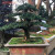 意轩罗汉松盆景树桩花卉桌面盆栽庭院绿植办公室造型松树微型盆景 米叶罗汉松50年老桩