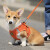 超可耐狗绳子小型犬轻便穿戴反光比熊泰迪柯基胸背带套装2024透气网格 橙色 XL码(15-20斤，胸围47-52cm)
