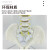 人体脊柱模型1:1成人医学正骨练习骨骼模型颈椎腰椎脊椎骨架模型 腰演示(黄色)